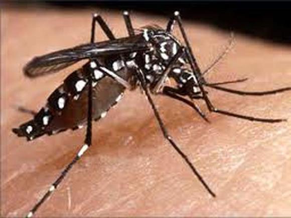 Dirección de Bromatología – Prevención del dengue