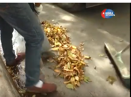 Servicios Públicos: campaña de embolsado de hojas