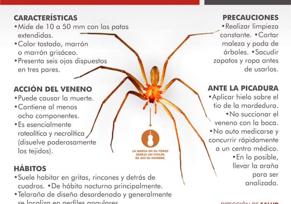 Salud: informe sobre picaduras de arañas