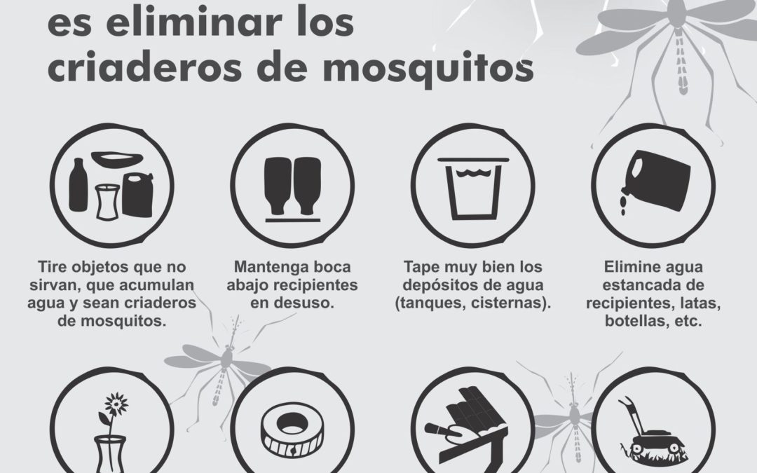 Salud: sin mosquitos no hay Dengue