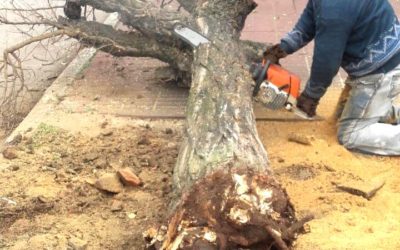 Temporada de poda y extracción de árboles