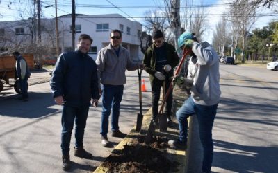 Plan de Forestación: Fueron colocados 30 árboles en Avenida Solís