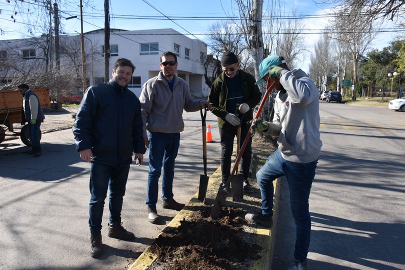 Plan de Forestación: Fueron colocados 30 árboles en Avenida Solís