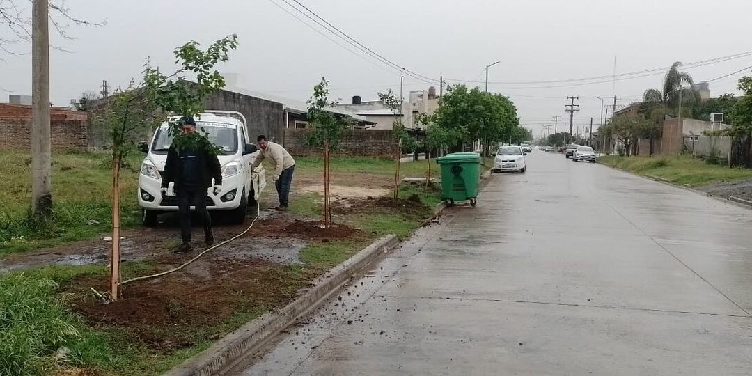 Plan de Forestación: Ya son más de 600 los árboles plantados en el año