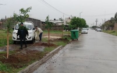 Plan de Forestación: Ya son más de 600 los árboles plantados en el año