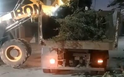 Arbolado: Se multarán las podas severas que no cuenten con permiso