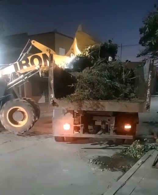 Arbolado: Se multarán las podas severas que no cuenten con permiso