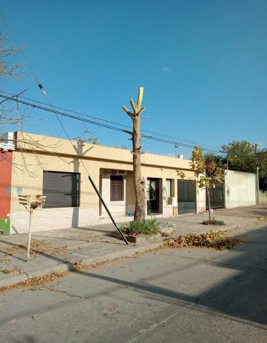 Información y aclaración sobre extracción de árboles