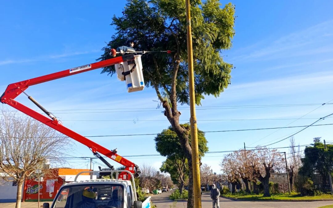 Despeje de árboles que obstruyen la iluminación pública