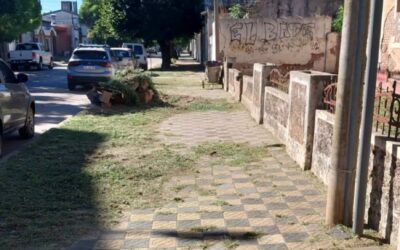 La Municipalidad recuerda la responsabilidad de los frentistas sobre el arbolado urbano